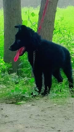 Black German Shepherd Long Coat MAale Dog | German Shepherd Puppies