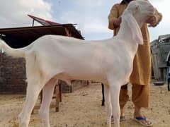 pure gulabi rajanpuri bakra