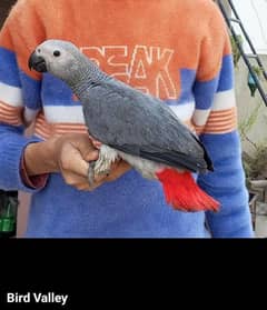 Congo african grey  self pieces