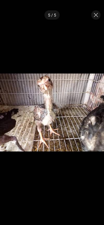 Aseel Amroha Chick