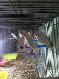 Love Bird Breeder Pairs With DNA