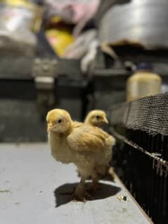heavy golden buff chick 2 week age