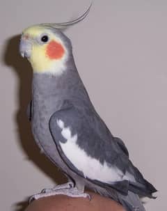 2 cocktail males