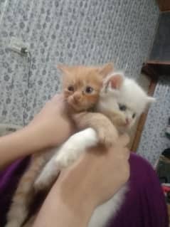 persiancat
