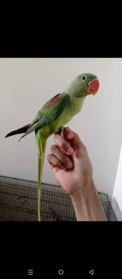 Pair raw parrot