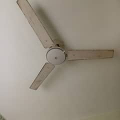 calling fan