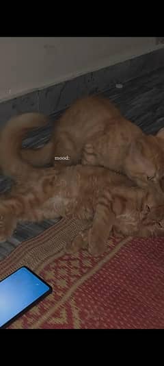Persian cat pair