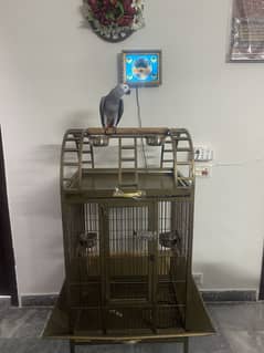 Cage for Gray Parrot