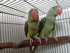 raw parrots