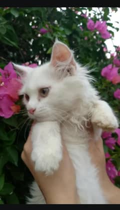 white Persian cat baby
