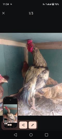 for Sale Murgha