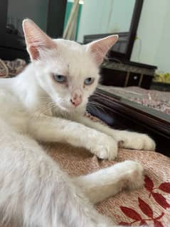 Persian male cat family cat