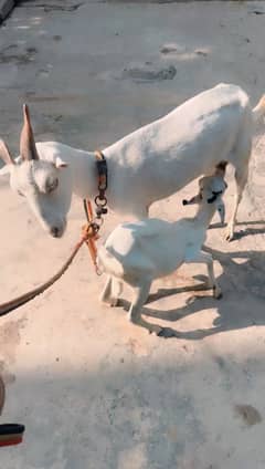 Teddy hiran cross bakri with baby