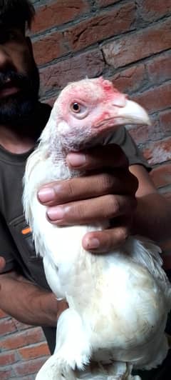 white heera pair