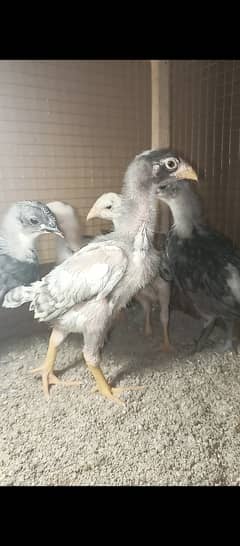 O shamo chicks / chicks / shamo / hens / female / Aseel / murga / eggs