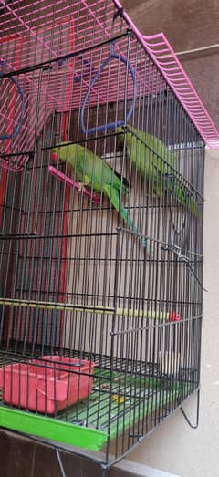 Green parrot for sale 3month age pair for sale interested Byer pls