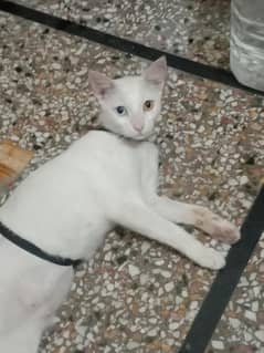 odd eyes mix breed car female