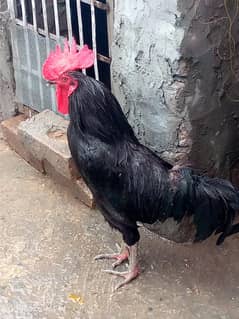 Male roaster for sale