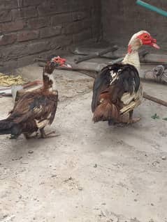 Mastani battakh