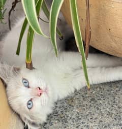 Two cute little cats.