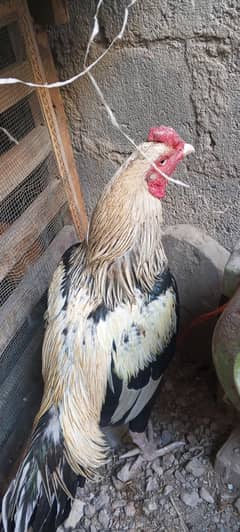 aseel jawa