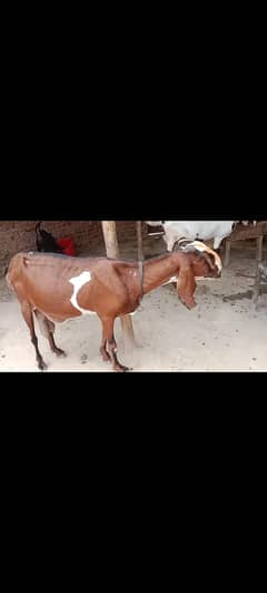 PURE NAGRA BEETAL BIG GOAT AVAILABLE