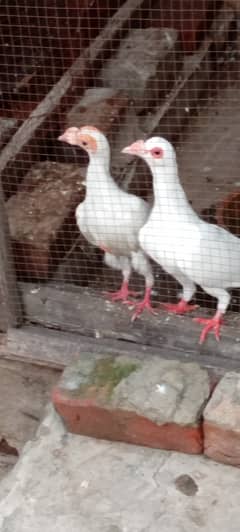English Carrier pigeon