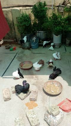 laka pigeons for sale