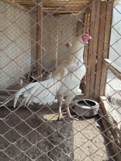 white heera Hera aseel