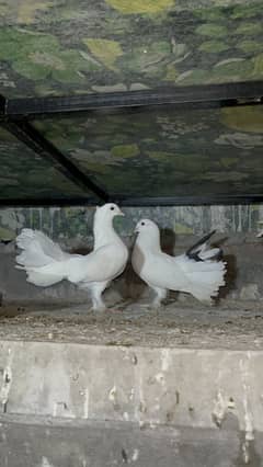 American lucky pigeons breader pair 030848614O7