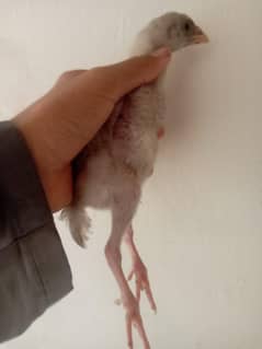 pure white heara chicks for sale