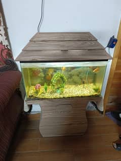 Gold fish with Aquarium