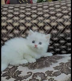 Persian triple coated litter trained kitten available