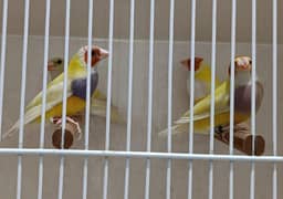 Gouldian