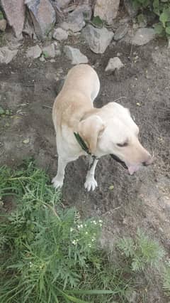Labrador for sell