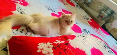 Persion cat for sale