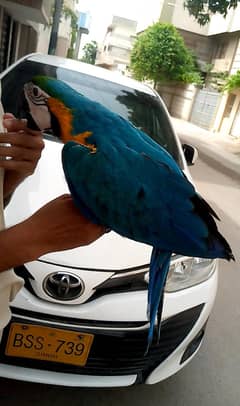 BNG MACAW /03152248124