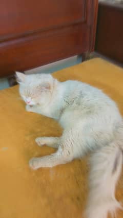 Persian cat for sale very friendly and trained