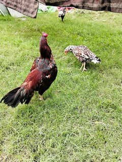 aseel shamo 2 murgi or 4 murge
