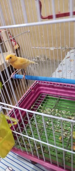 canary Male singing birds