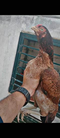 mandi