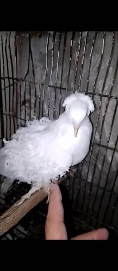 WHITE FRILLBACK pair