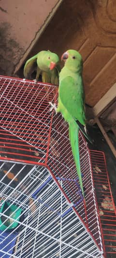 chicks available