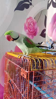 Fully Friendly Raw Tamed Male