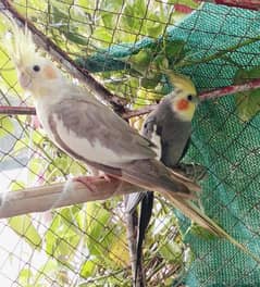 parrot