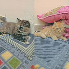 2 baby kitten(male+female)