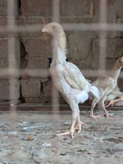 pure white shamo aseel white and black