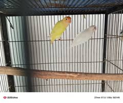 Cremino x Albino red eyes breeder pair age 2 years