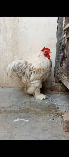 heavy buff