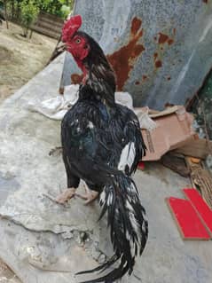 lasani male